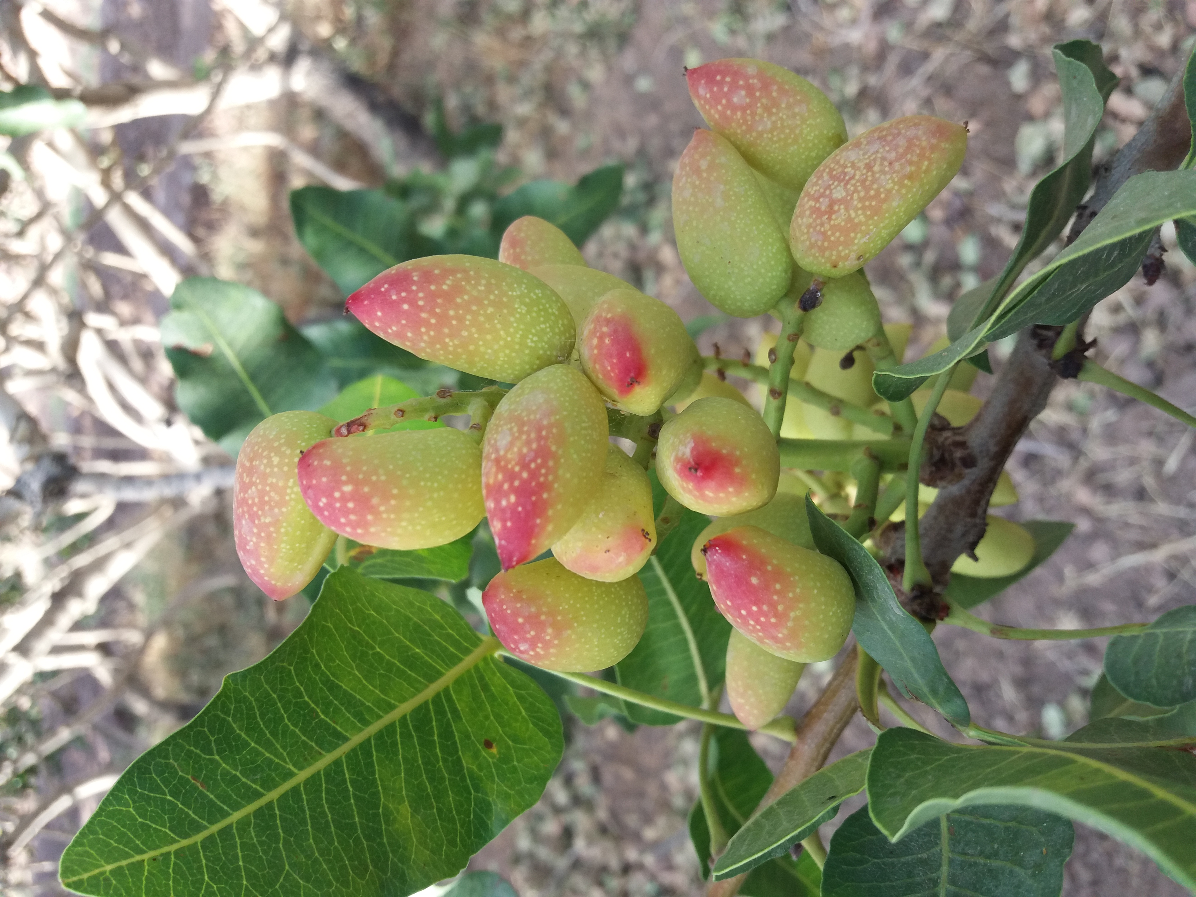 Healthy pistachios