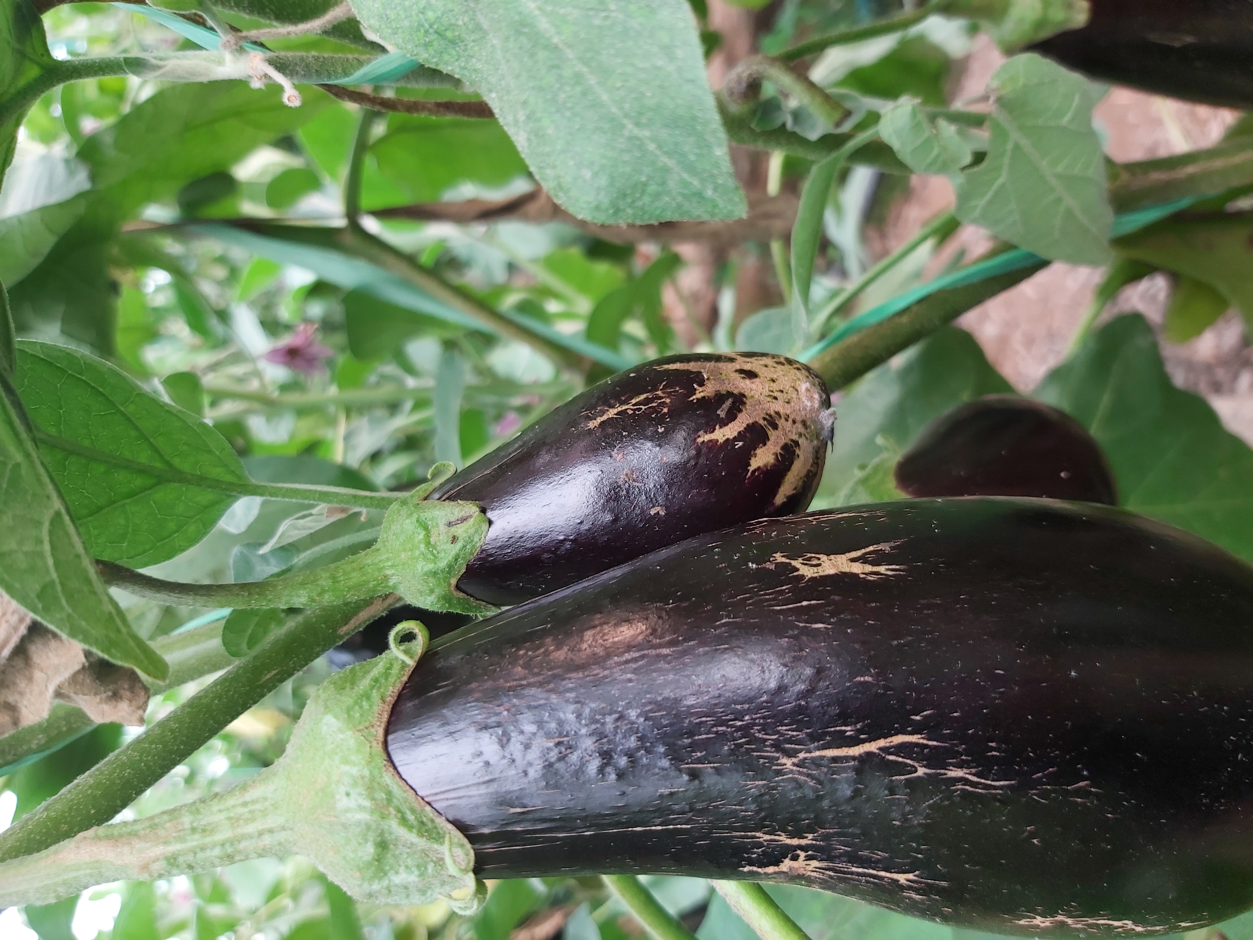 thrips eggplant